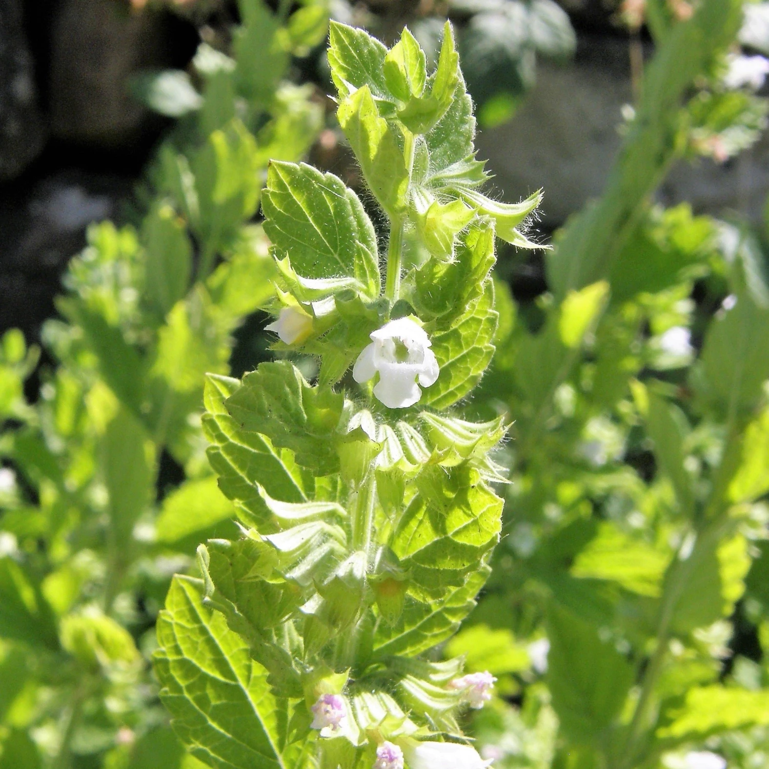 FuturePlanter Zitronen-Melisse (Melissa Officinalis) Alle Pflanzen Im Shop 2 FuturePlanter Zitronen-Melisse (Melissa Officinalis) Alle Pflanzen Im Shop