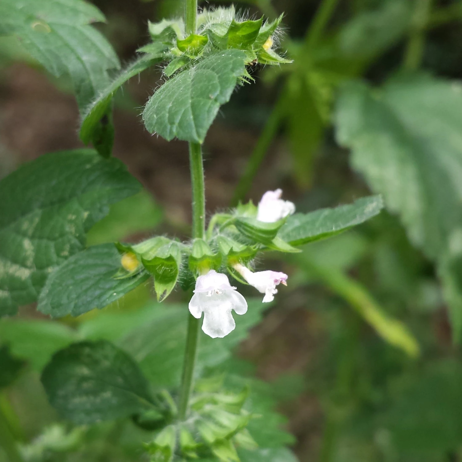 FuturePlanter Zitronen-Melisse (Melissa Officinalis) Alle Pflanzen Im Shop 6 FuturePlanter Zitronen-Melisse (Melissa Officinalis) Alle Pflanzen Im Shop