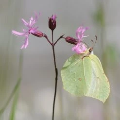 FuturePlanter Alle Pflanzen Im Shop Kuckucks-Lichtnelke (Silene Flos-cuculi) 13 FuturePlanter Alle Pflanzen Im Shop Kuckucks-Lichtnelke (Silene Flos-cuculi)