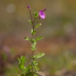 FuturePlanter Zottiges Weidenröschen (Epilobium Hirsutum)