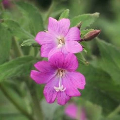 FuturePlanter Zottiges Weidenröschen (Epilobium Hirsutum)
