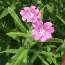 FuturePlanter Zottiges Weidenröschen (Epilobium Hirsutum)