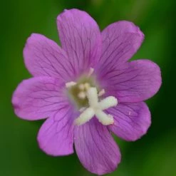 FuturePlanter Zottiges Weidenröschen (Epilobium Hirsutum)