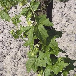 FuturePlanter Zweihäusige Zaunrübe (Bryonia Dioica) Alle Pflanzen Im Shop 13 FuturePlanter Zweihäusige Zaunrübe (Bryonia Dioica) Alle Pflanzen Im Shop