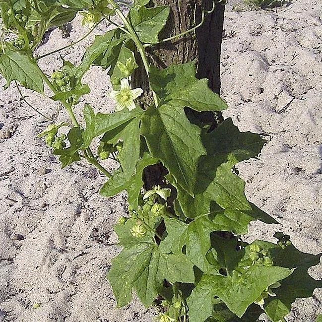 FuturePlanter Zweihäusige Zaunrübe (Bryonia Dioica) Alle Pflanzen Im Shop 6 FuturePlanter Zweihäusige Zaunrübe (Bryonia Dioica) Alle Pflanzen Im Shop