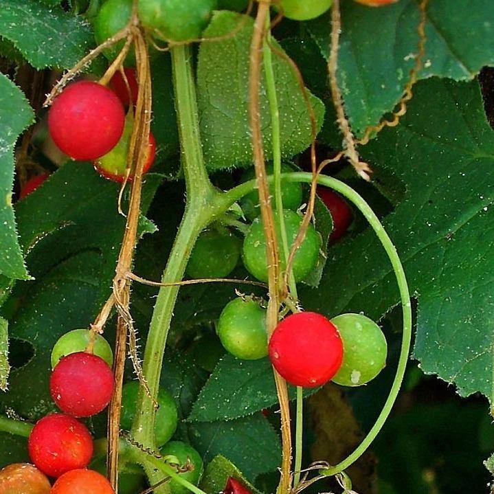 FuturePlanter Zweihäusige Zaunrübe (Bryonia Dioica) Alle Pflanzen Im Shop 7 FuturePlanter Zweihäusige Zaunrübe (Bryonia Dioica) Alle Pflanzen Im Shop