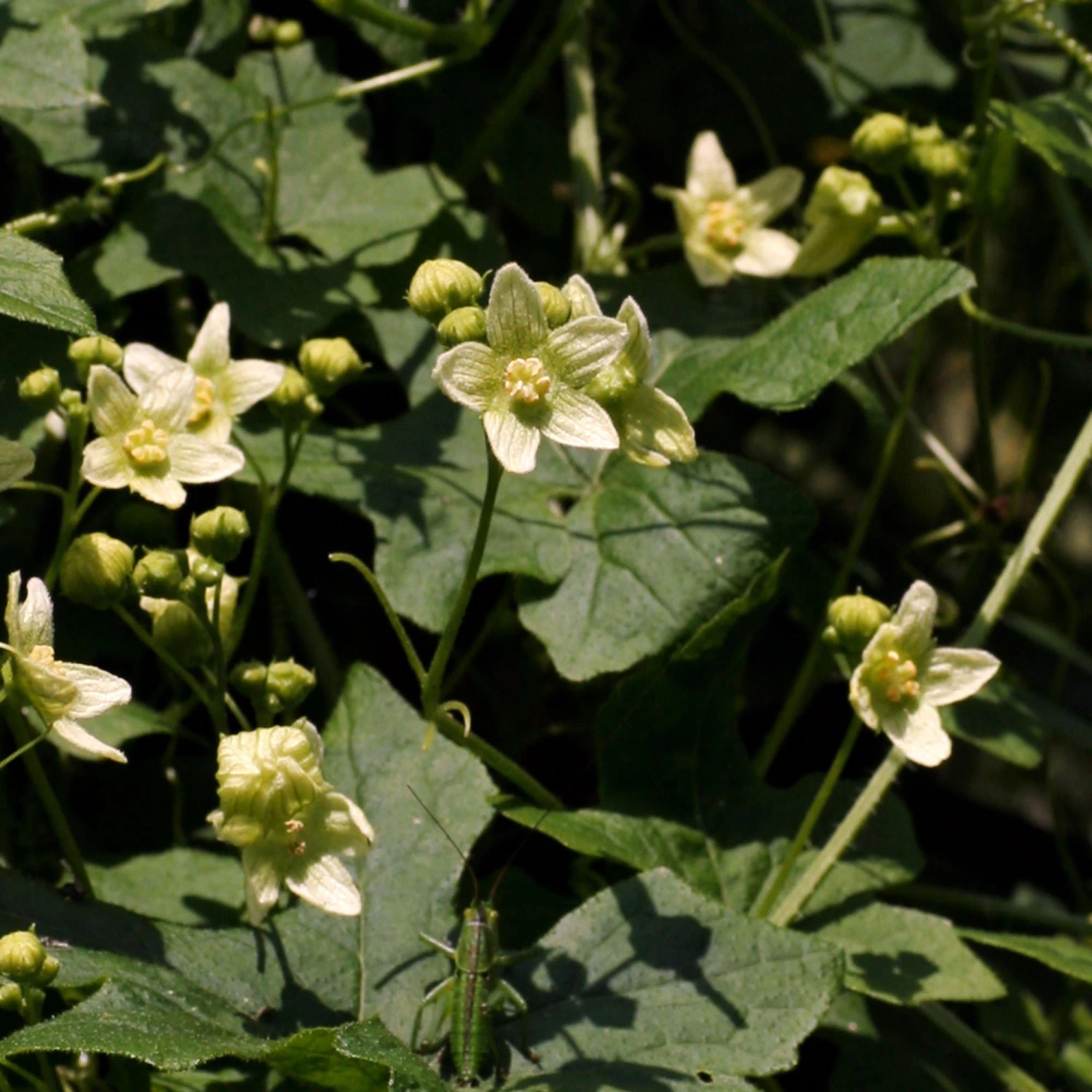 FuturePlanter Zweihäusige Zaunrübe (Bryonia Dioica) Alle Pflanzen Im Shop 5 FuturePlanter Zweihäusige Zaunrübe (Bryonia Dioica) Alle Pflanzen Im Shop