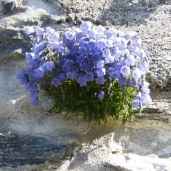 FuturePlanter Zwerg-Glockenblume (Campanula Cochleariifolia)