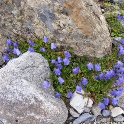 FuturePlanter Zwerg-Glockenblume (Campanula Cochleariifolia)