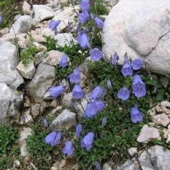 FuturePlanter Zwerg-Glockenblume (Campanula Cochleariifolia)