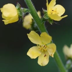FuturePlanter Alle Pflanzen Im Shop Kleiner Odermennig (Agrimonia Eupatoria)