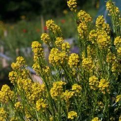 FuturePlanter Barbarakraut (Barbarea Vulgaris) 10 FuturePlanter Barbarakraut (Barbarea Vulgaris)