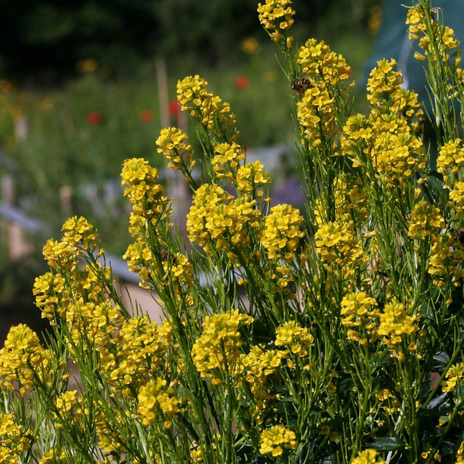 FuturePlanter Barbarakraut (Barbarea Vulgaris) 3 FuturePlanter Barbarakraut (Barbarea Vulgaris)