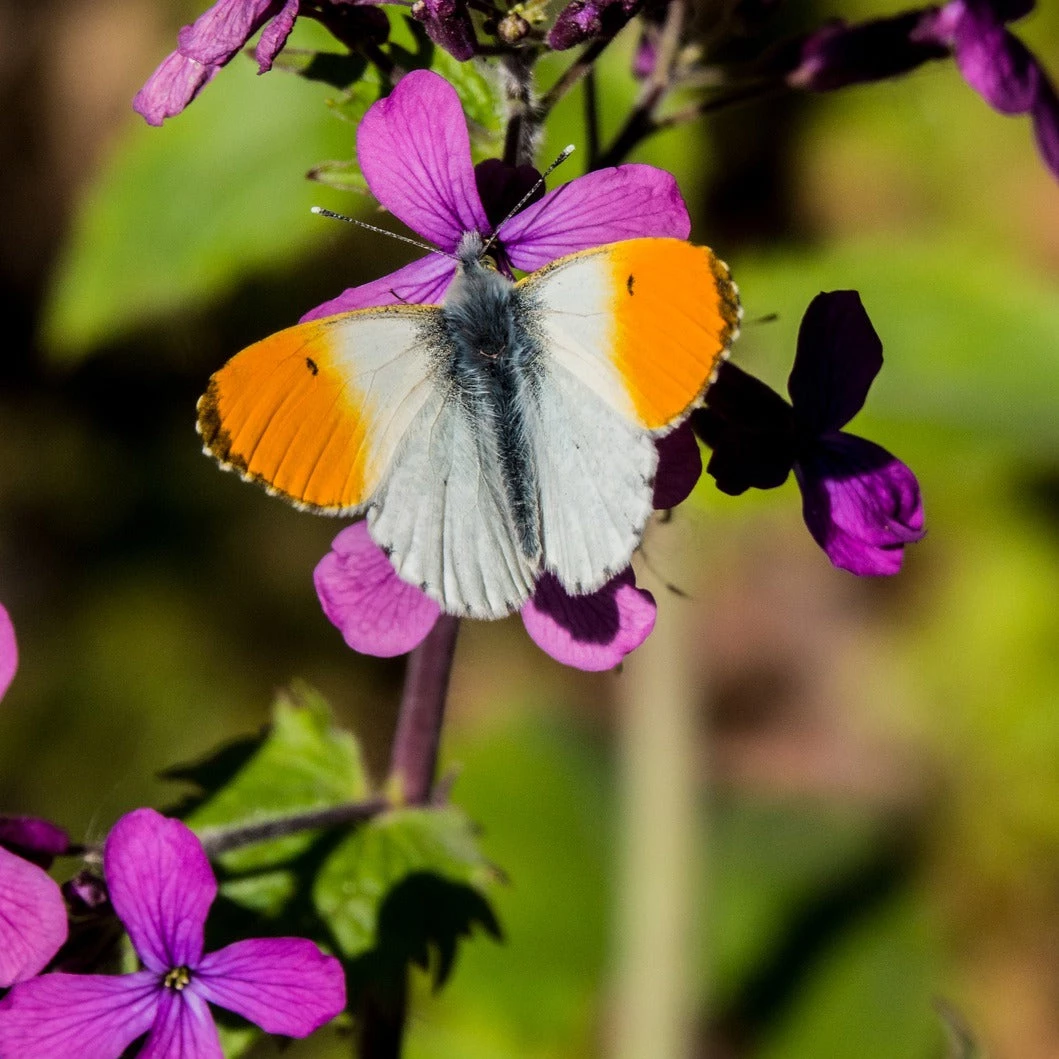 FuturePlanter "All You Can Pflanz" Stauden-Set 5 FuturePlanter "All You Can Pflanz" Stauden-Set