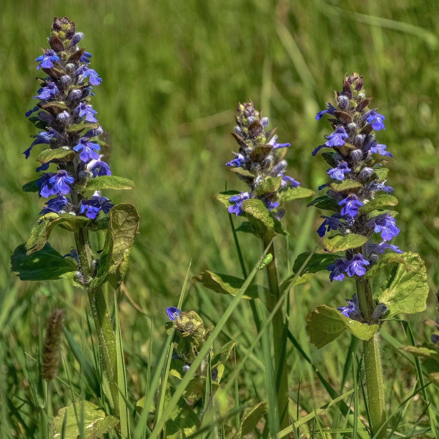 FuturePlanter Kriechender Günsel (Ajuga Reptans) 2 FuturePlanter Kriechender Günsel (Ajuga Reptans)