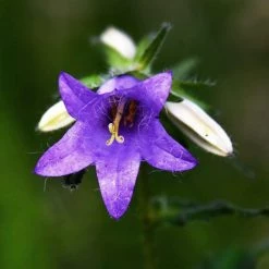 FuturePlanter Nesselblättrige Glockenblume (Campanula Trachelium) Alle Pflanzen Im Shop