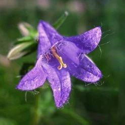 FuturePlanter Nesselblättrige Glockenblume (Campanula Trachelium) Alle Pflanzen Im Shop