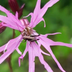 FuturePlanter Alle Pflanzen Im Shop Kuckucks-Lichtnelke (Silene Flos-cuculi) 11 FuturePlanter Alle Pflanzen Im Shop Kuckucks-Lichtnelke (Silene Flos-cuculi)