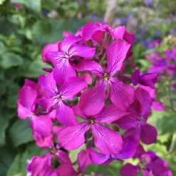 FuturePlanter Einjähriges Silberblatt (Lunaria Annua)