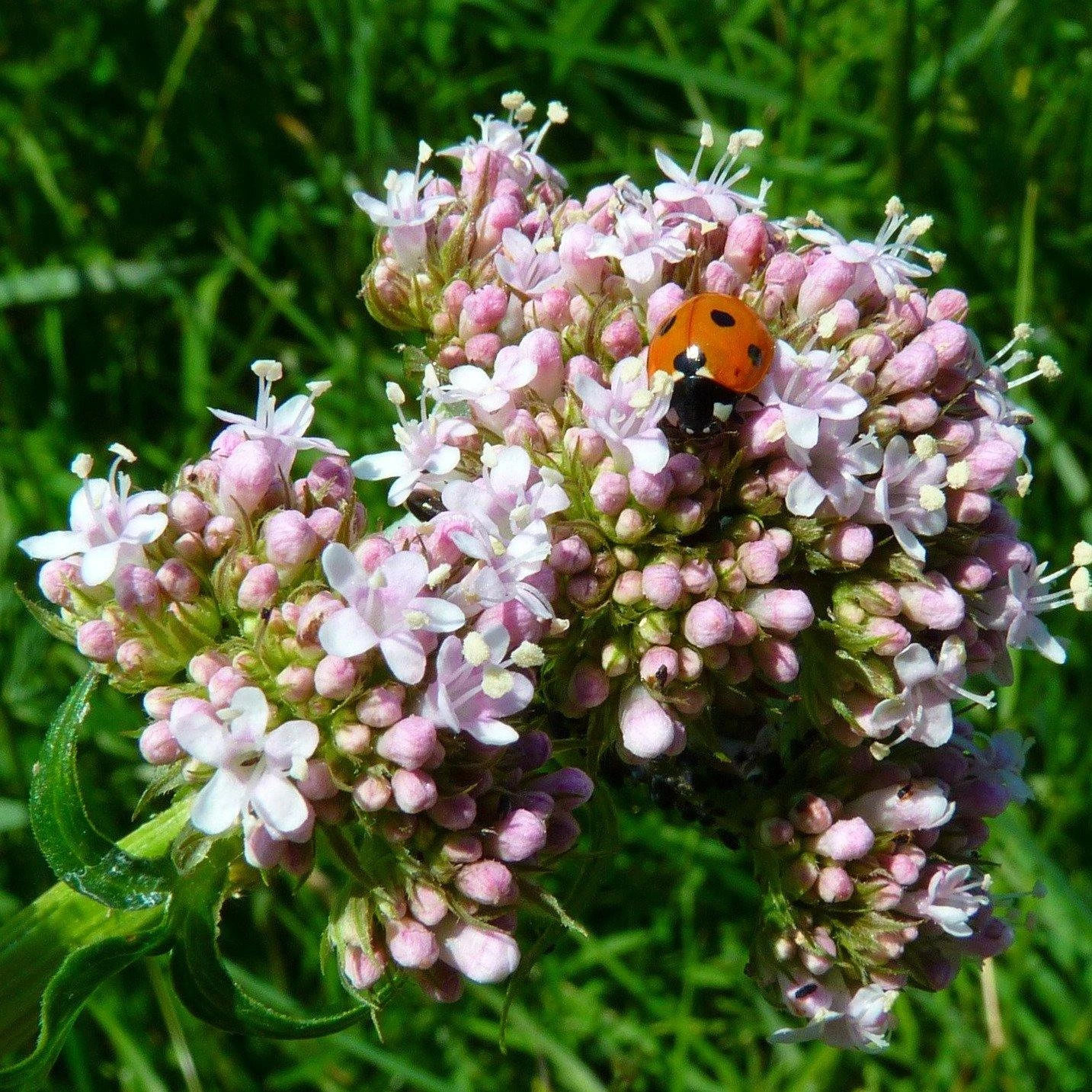 FuturePlanter Echter Baldrian (Valeriana Officinalis) Alle Pflanzen Im Shop 1 FuturePlanter Echter Baldrian (Valeriana Officinalis) Alle Pflanzen Im Shop