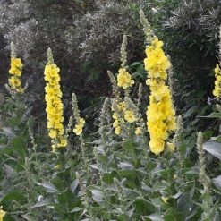 FuturePlanter Alle Pflanzen Im Shop Windblumen-Königskerze (Verbascum Phlomoides) 12 FuturePlanter Alle Pflanzen Im Shop Windblumen-Königskerze (Verbascum Phlomoides)