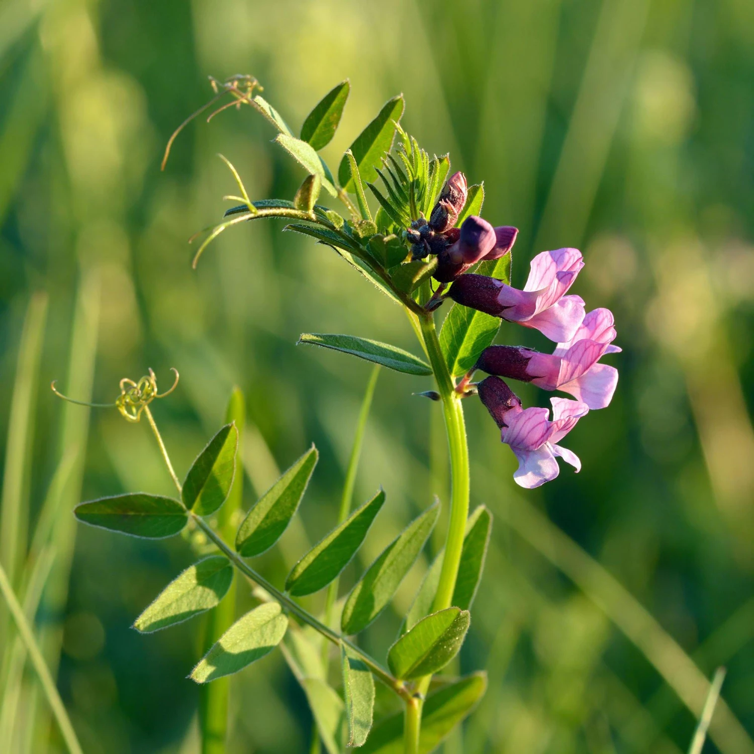 FuturePlanter Zaun-Wicke (Vicia Sepium) 1 FuturePlanter Zaun-Wicke (Vicia Sepium)